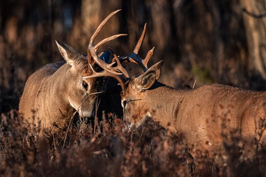 Bucks often spar before the rut to determine a pecking order. The fighting gets more aggressive when the breeding season amps up.