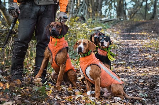 Hunting vests for dogs allow other hunters to know they are a dog