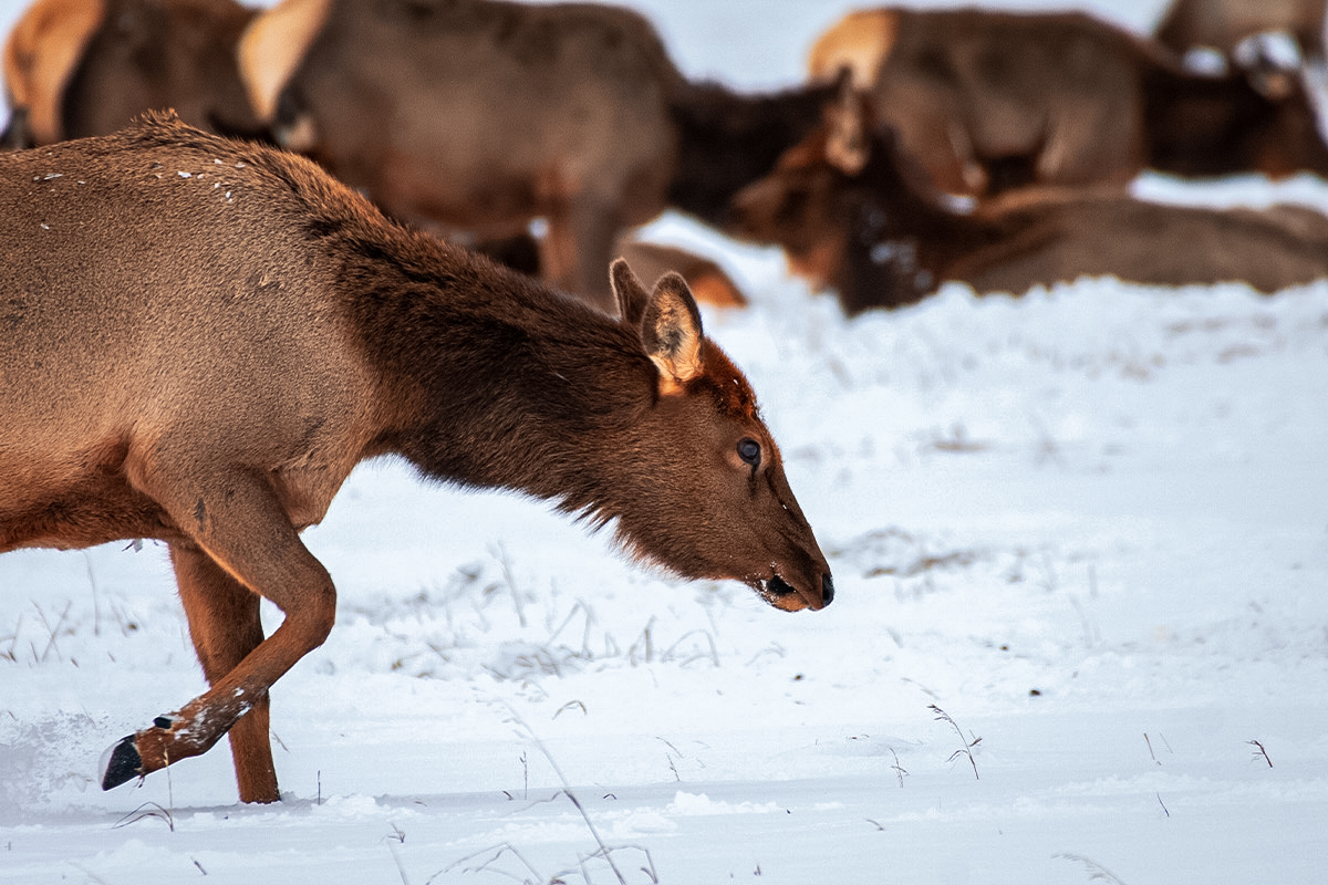 Cow Elk in the National Elk Refuge in Jackson, Wyoming