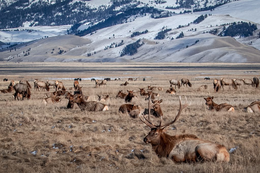 Colorado Seeks Sharpshooters to Manage Booming Elk Herd