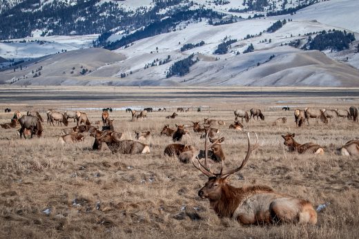 bull elk with antlers resting in front of a feeding elk herd in jackson hole with fields and foothills