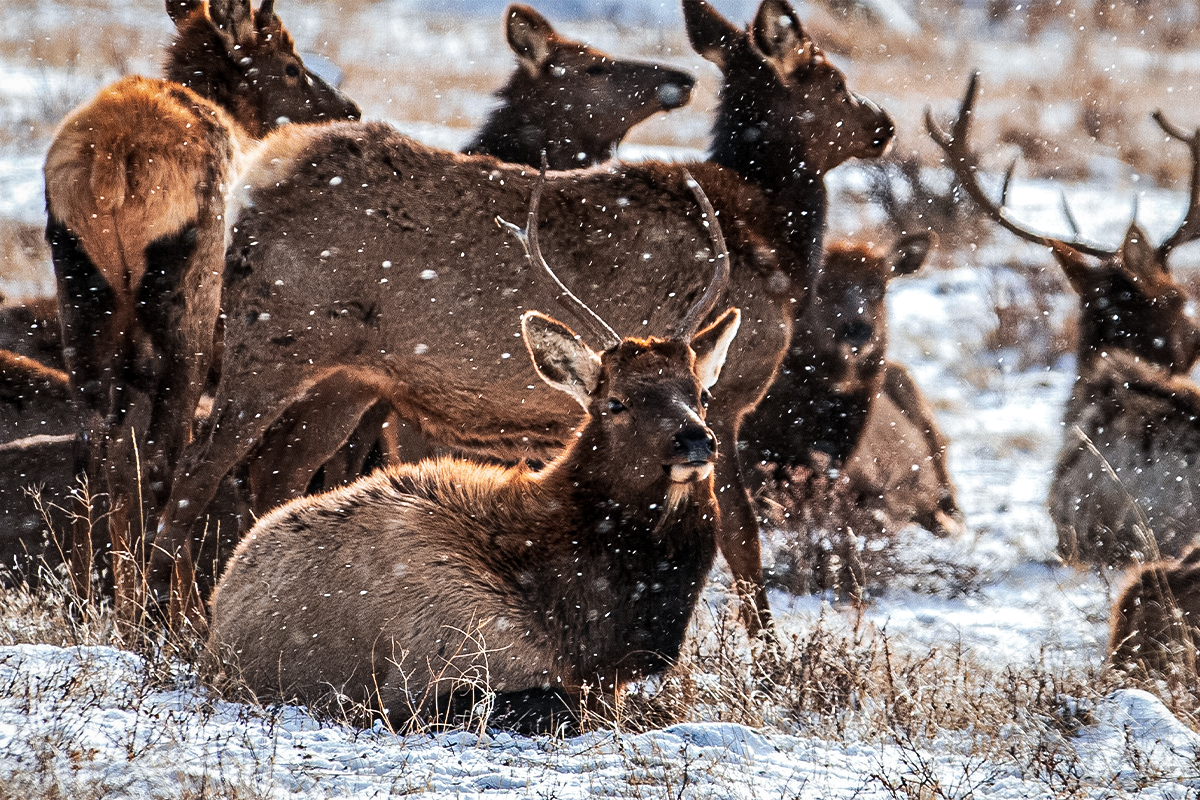 Elk in Rocky Mountain National Park