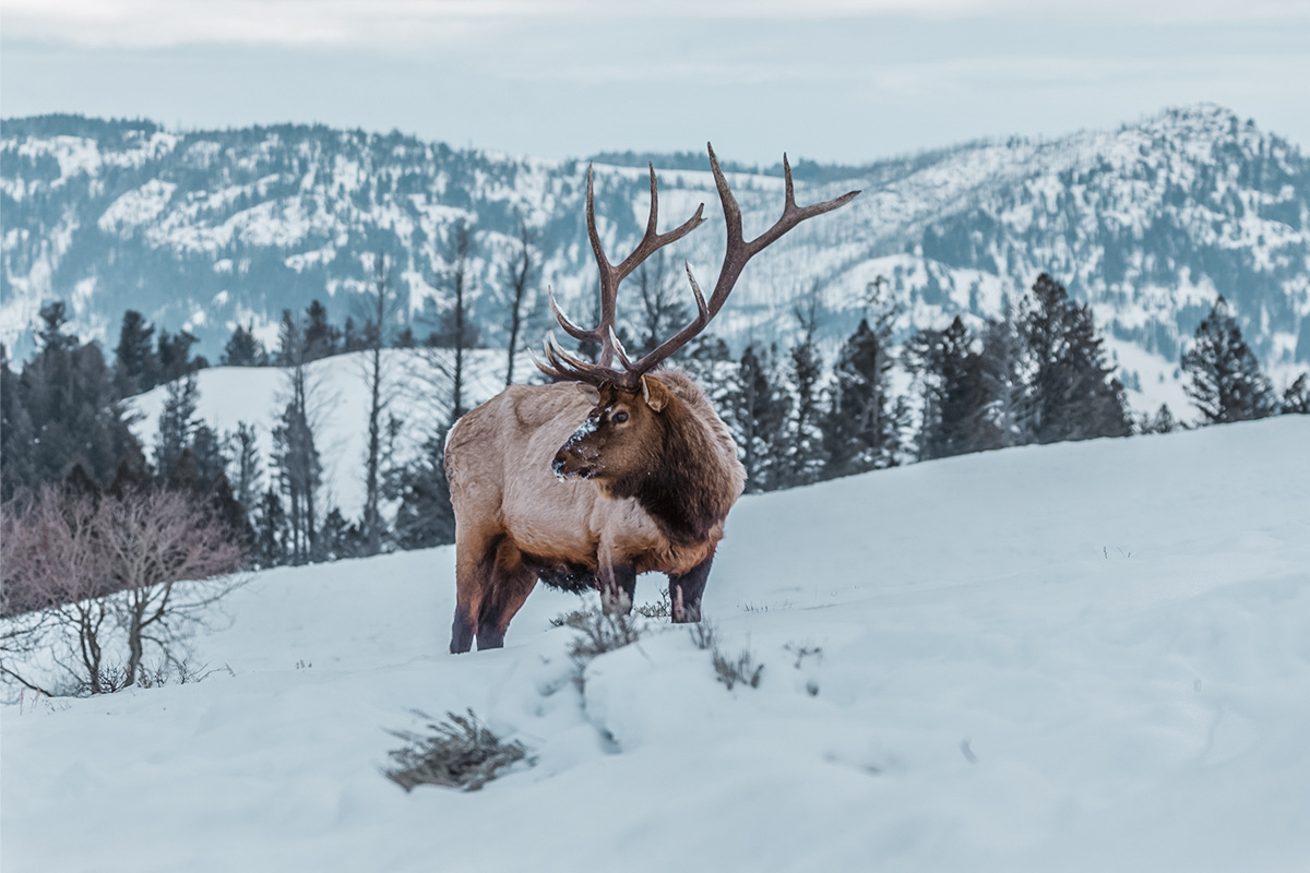 Colorado Seeks Sharpshooters to Manage Booming Elk Herd