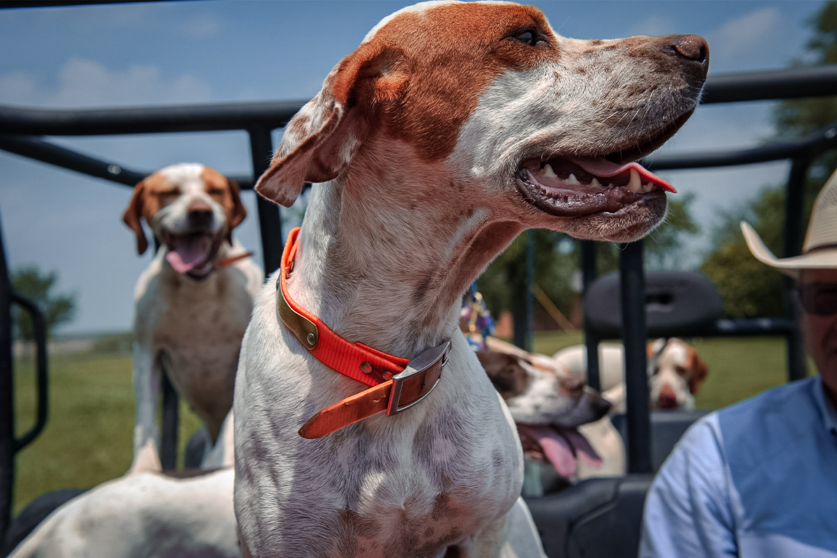 deer hunting with dogs