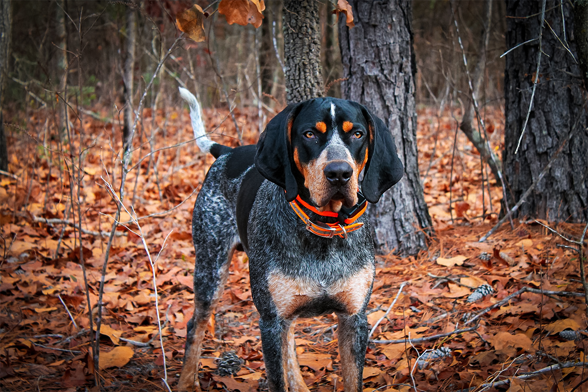 Hound breeds are popular hunting dogs