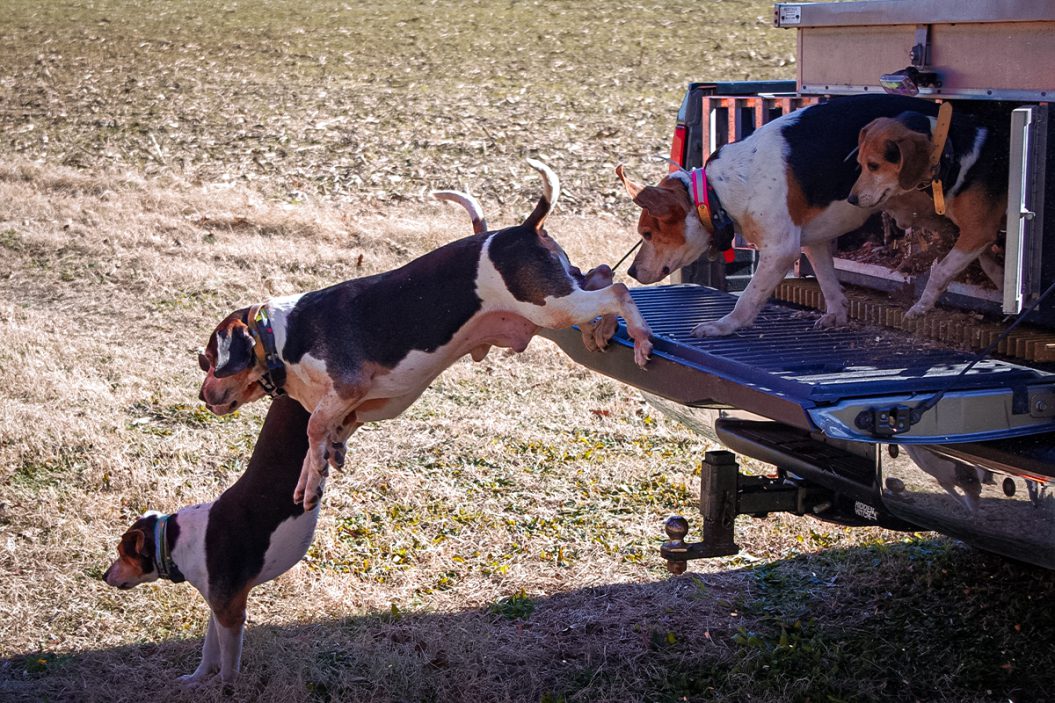 Deer Hunting With Dogs: An Old And Controversial Tradition