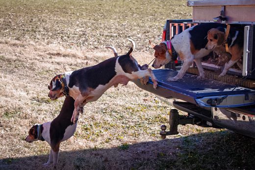 Who Gets The Deer Me Or The Dog Deer Hunting With Dogs: An Old and Controversial Tradition