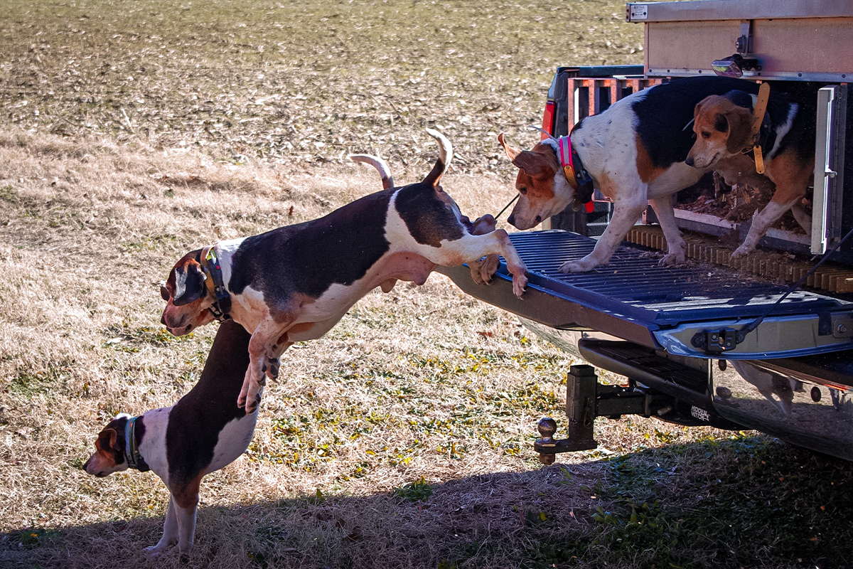 hunting hounds running