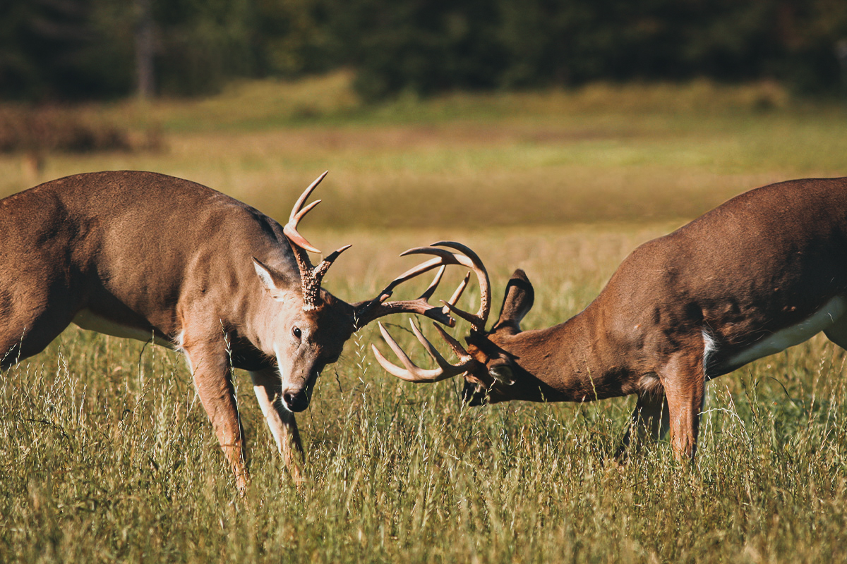 Bucks fighting in a field