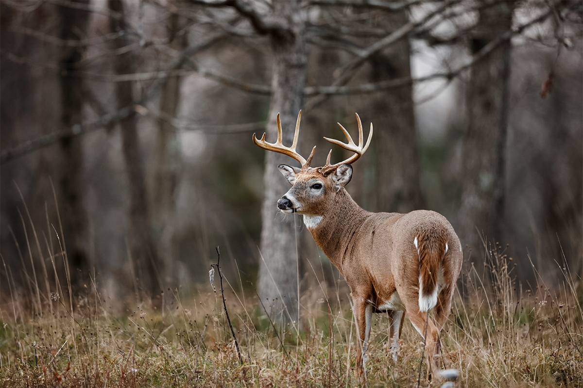 Whitetail buck standing in the field