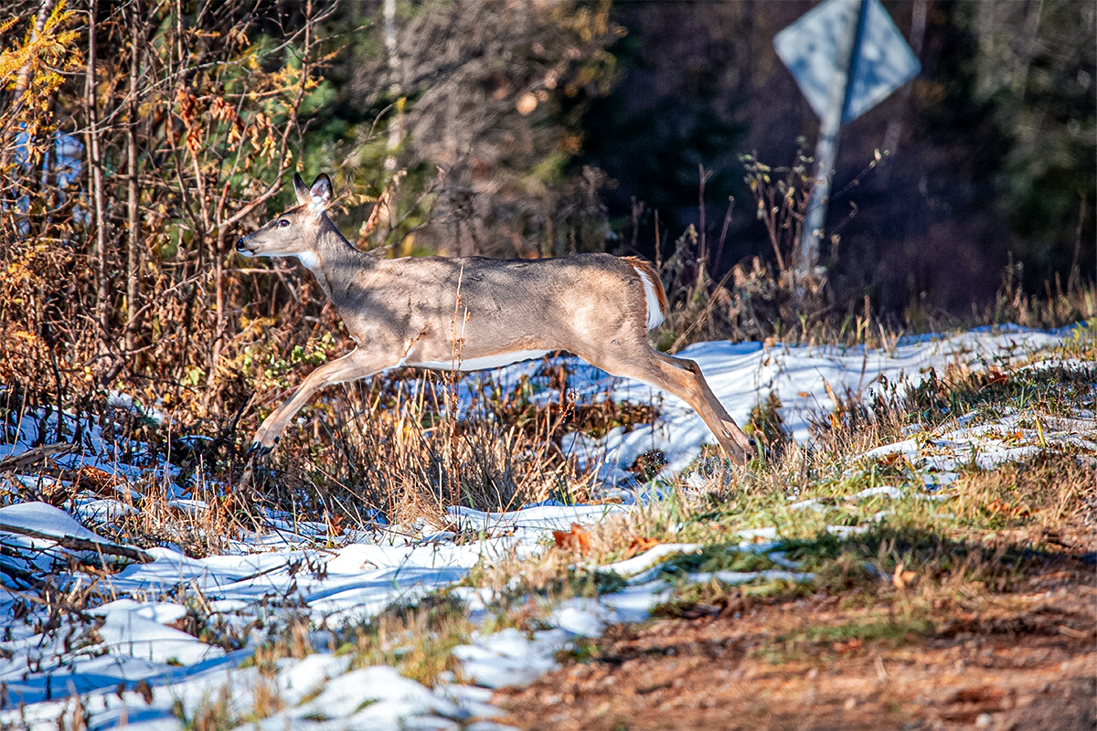 Whitetail deer crosses road
