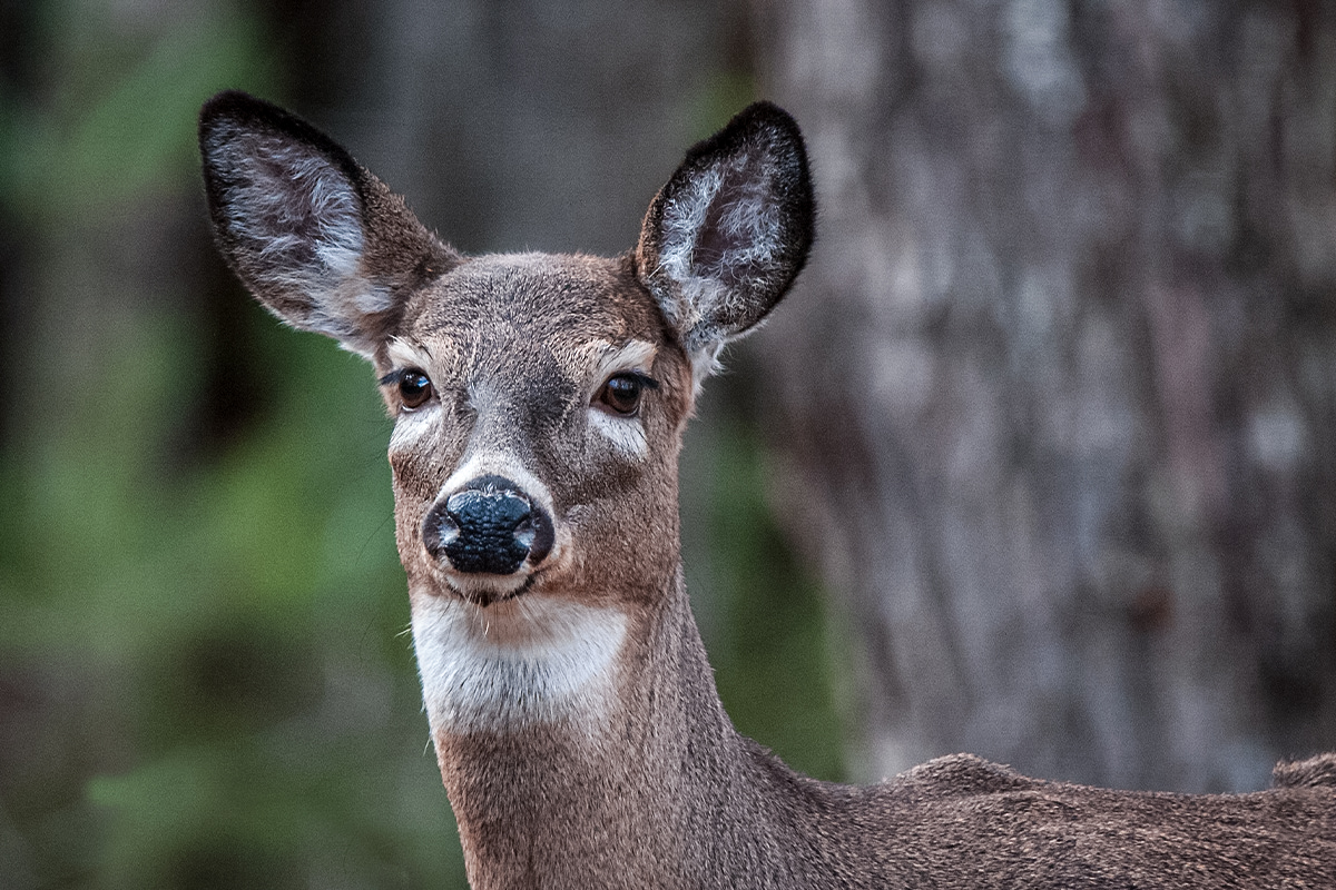 Closeup of whitetail deer face