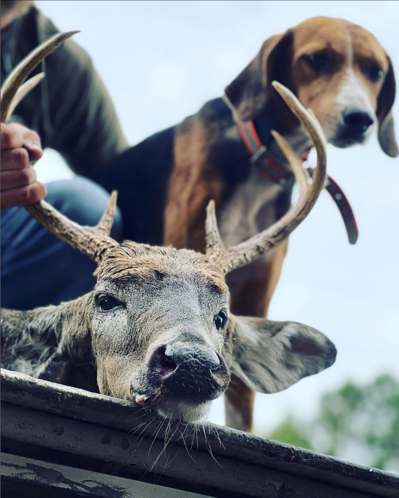 what states allow dogs for deer hunting