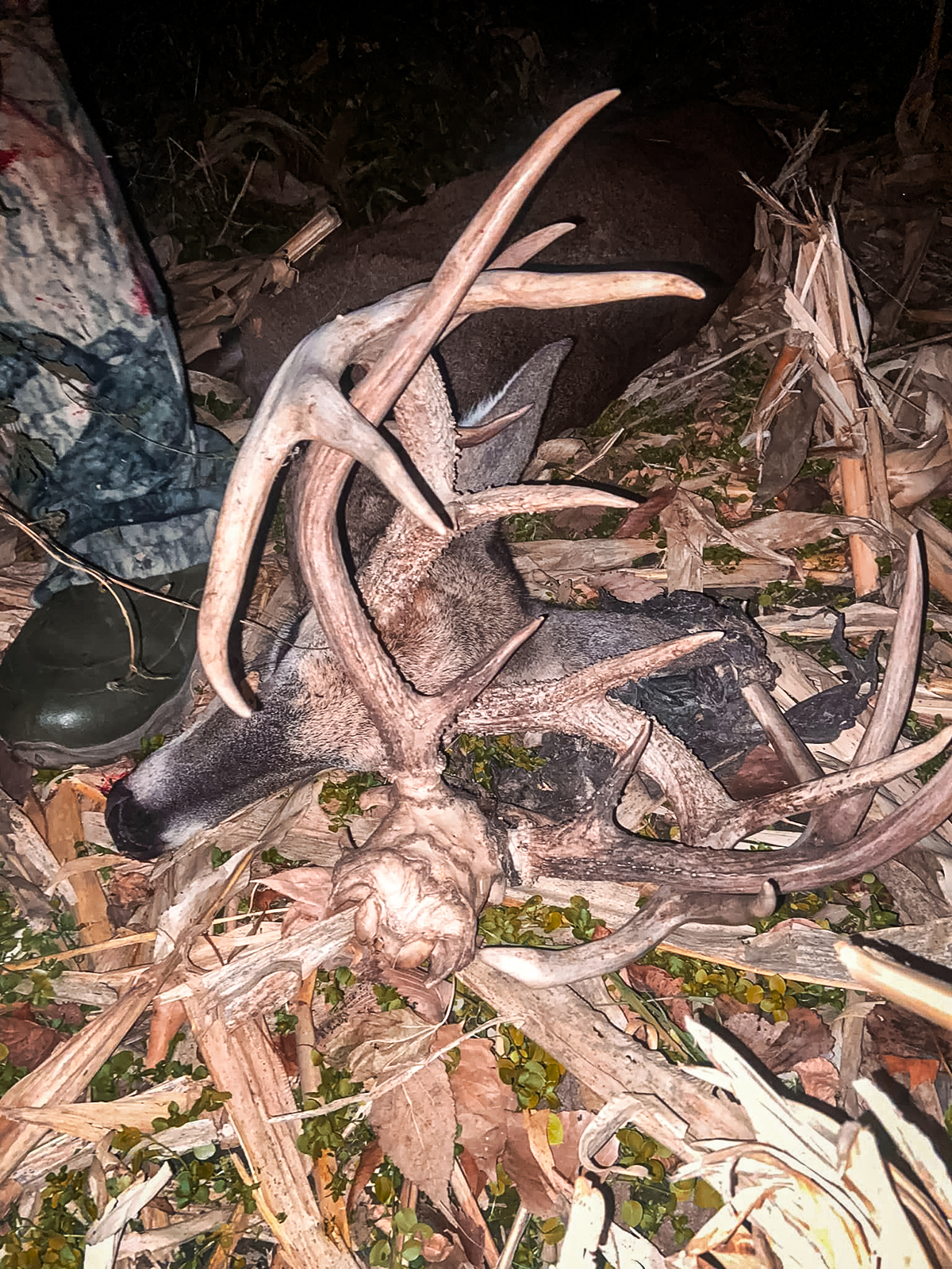 Deer skull found tangled in another bucks antlers