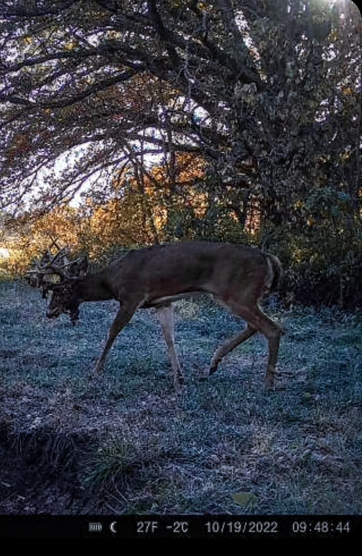 Hunter 'in complete shock' after killing buck with 67 points on its antlers