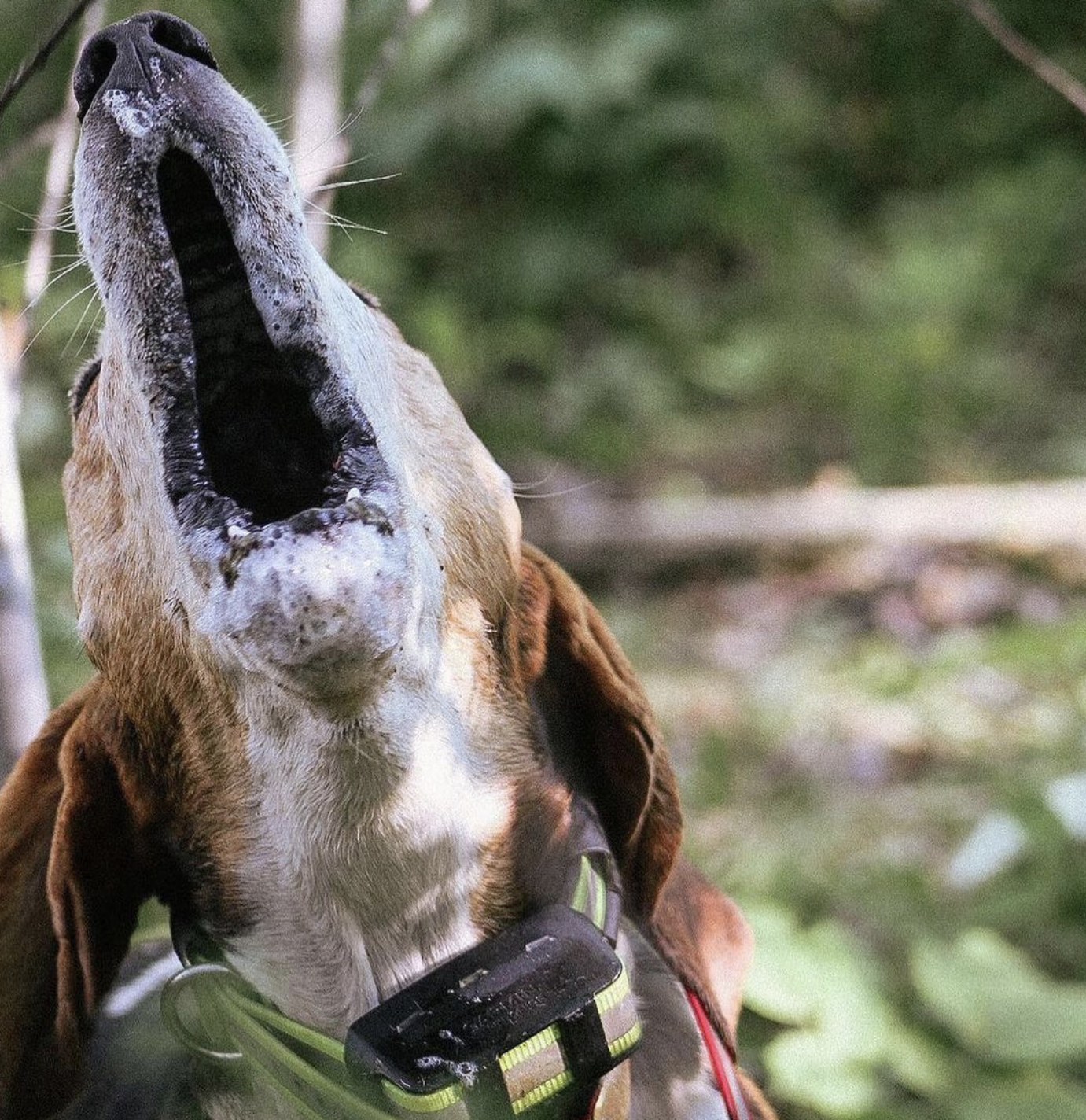 deer hunting with dogs