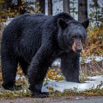 arizona black bear
