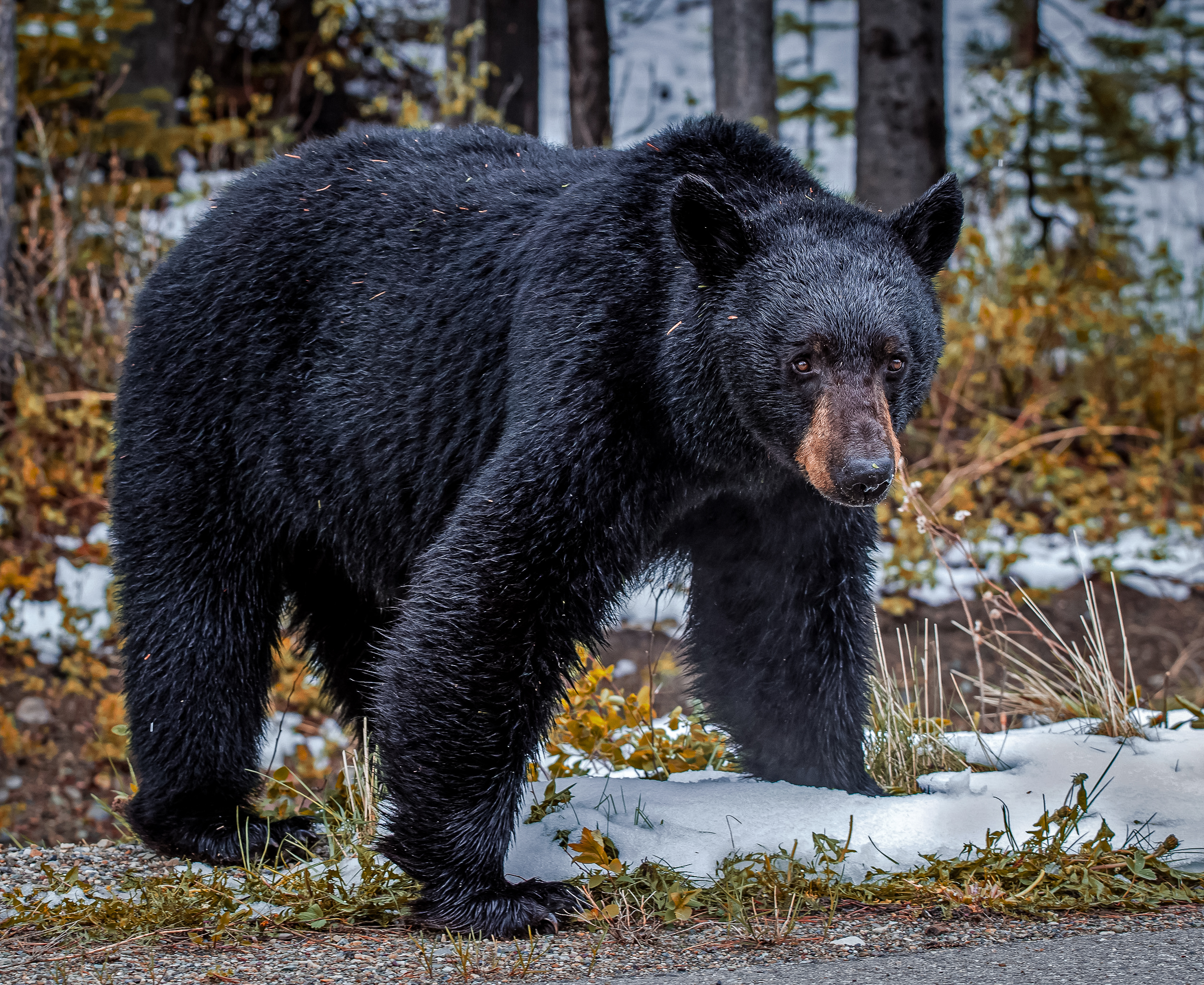 Courageous dog chases bear from New Jersey backyard in wild video