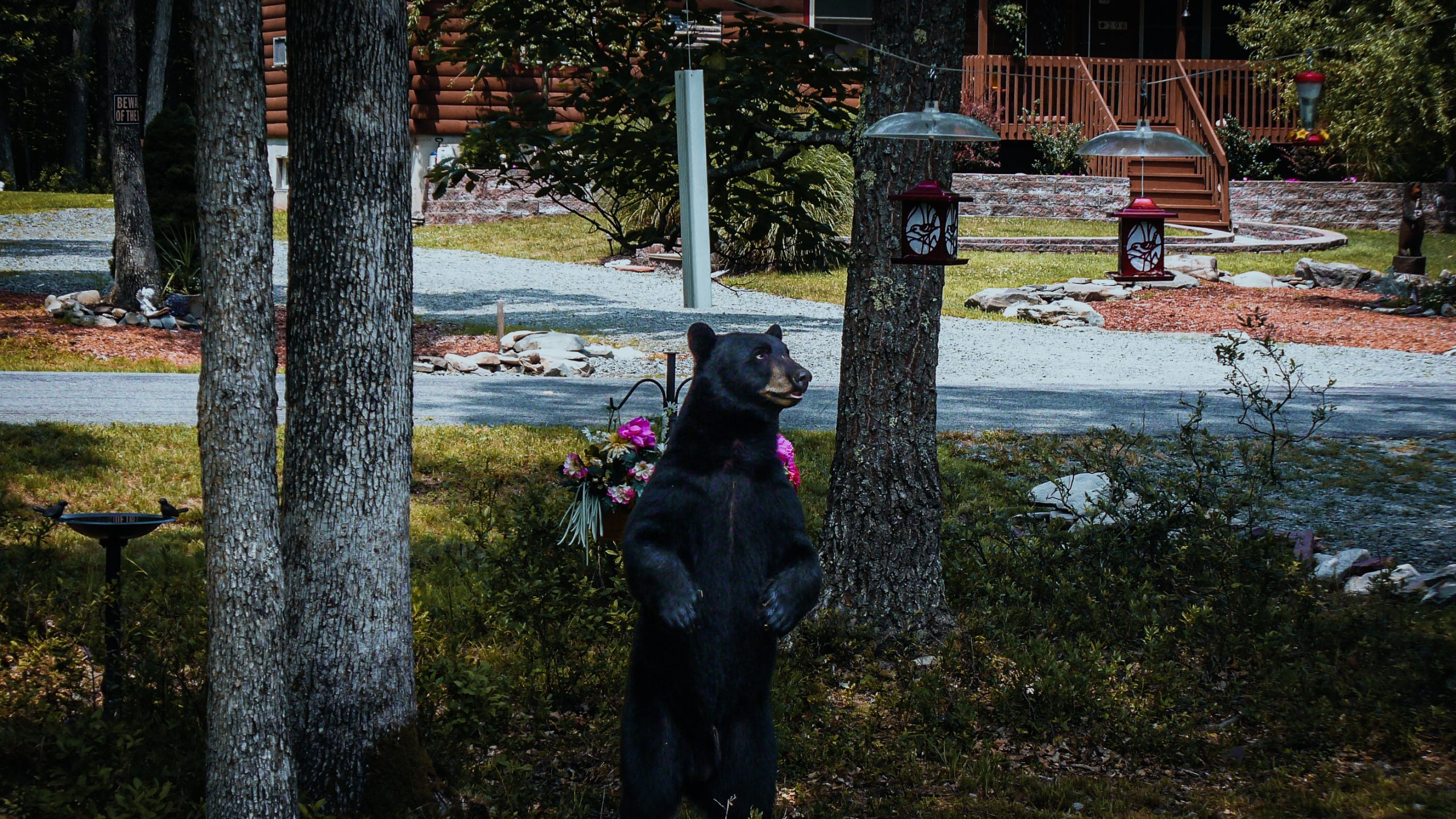 New Jersey Hunting Season for Black Bears Is Back On!