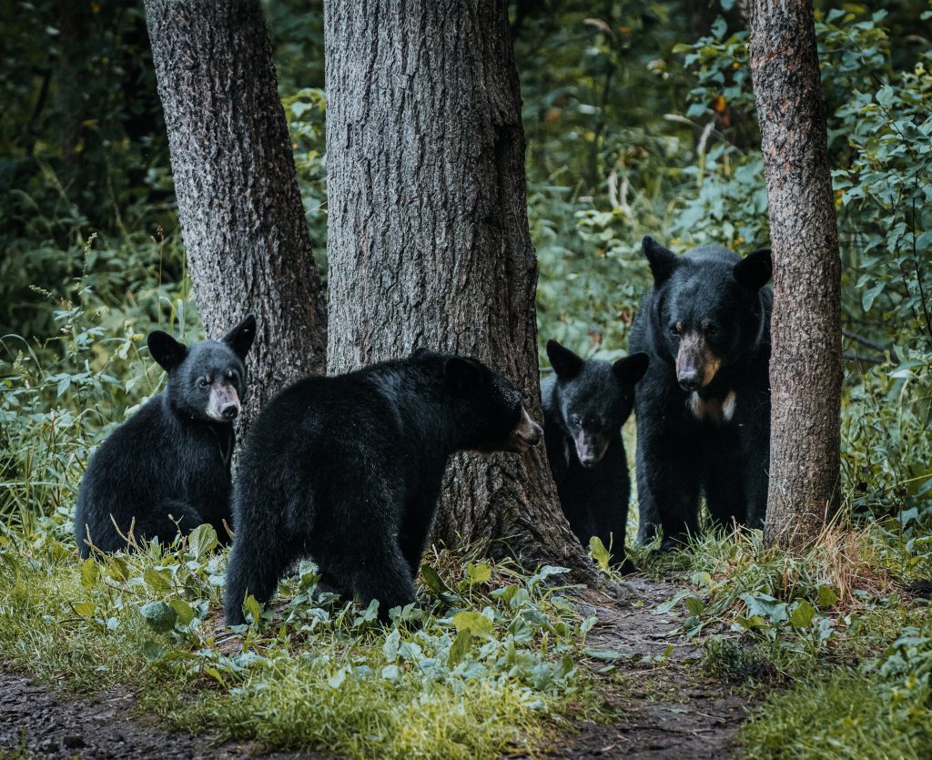 New Jersey Hunting Season For Black Bears Is Back On!