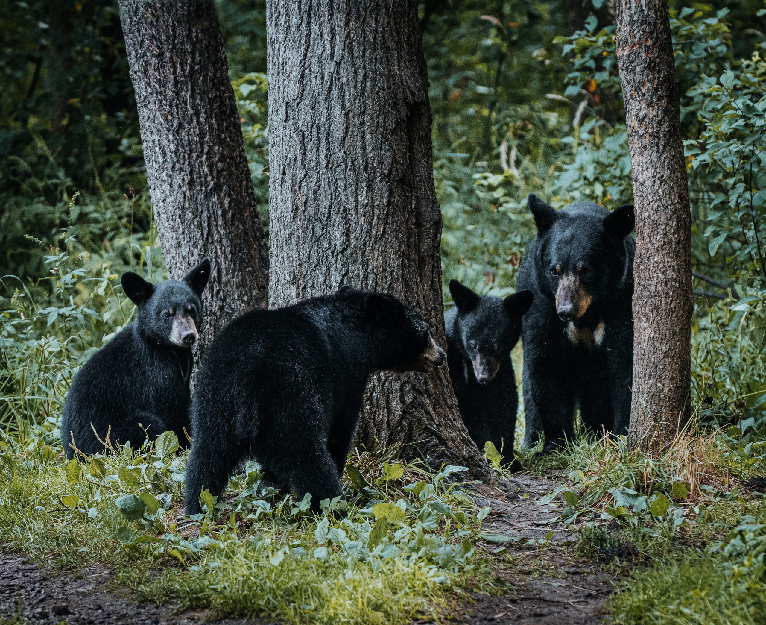 New Jersey hunting season black bears