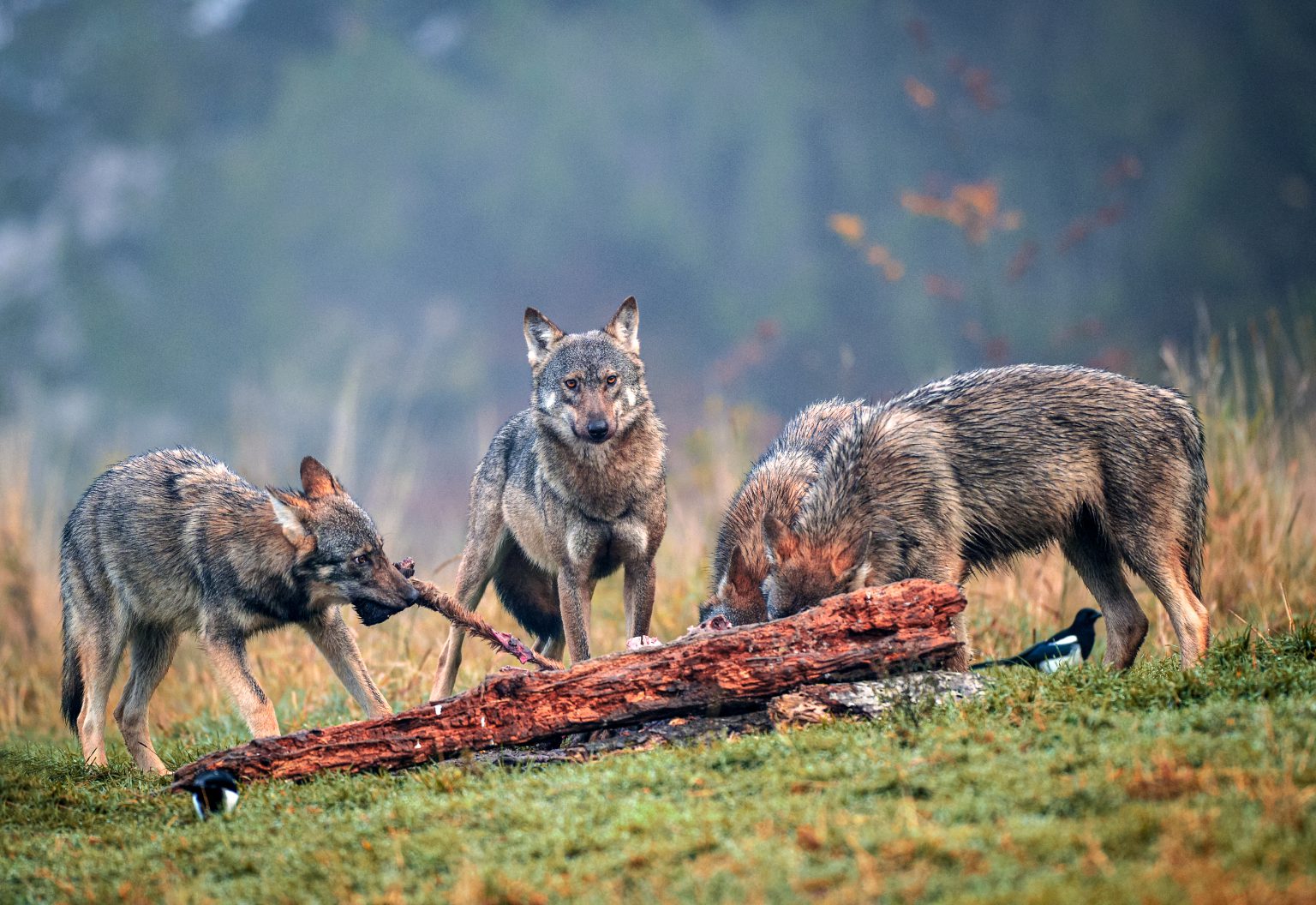 Montana Wolf Hunting Is Back On, District Judge Says