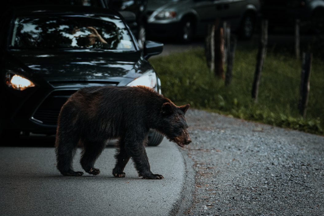 New Jersey Hunting Season for Black Bears Is Back On!