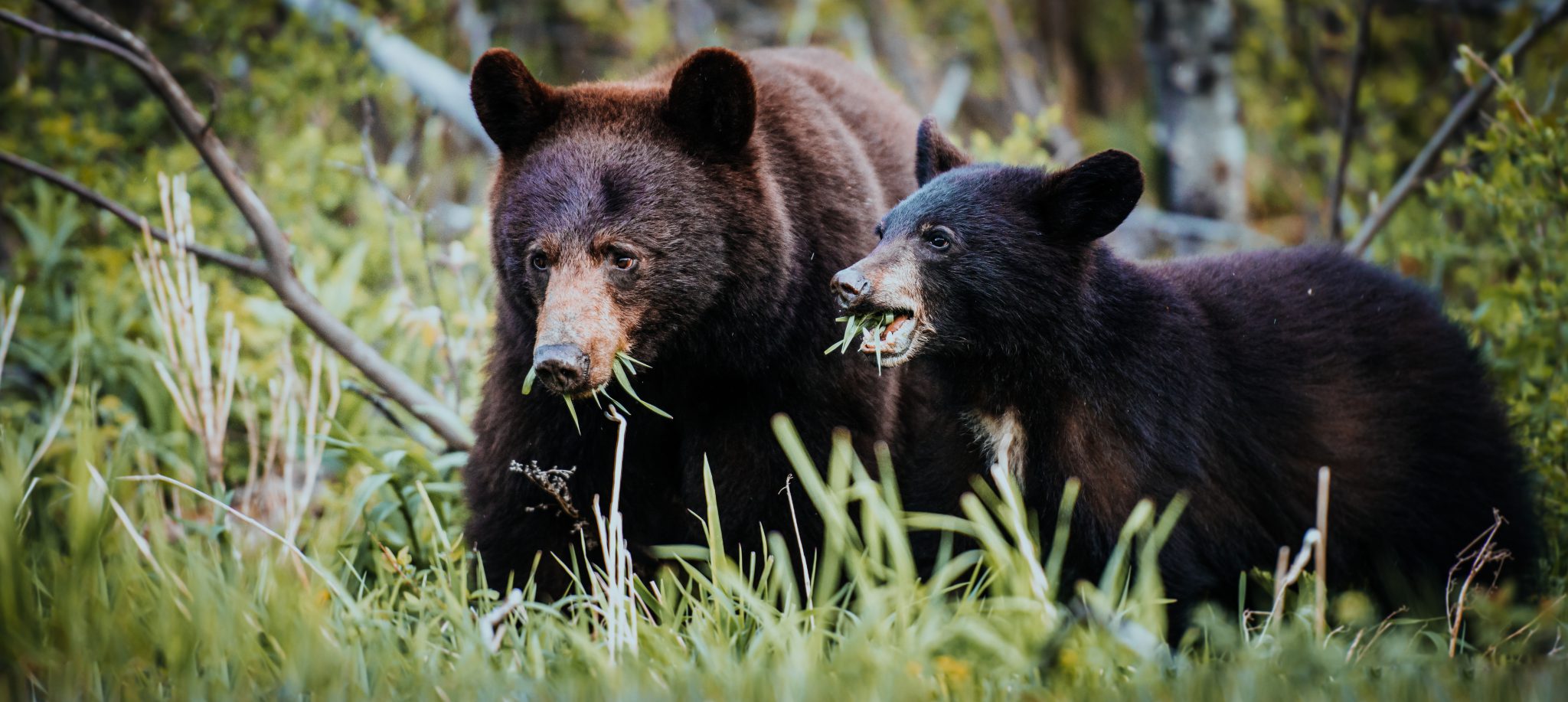 New Jersey Hunting Season For Black Bears Is Back On!