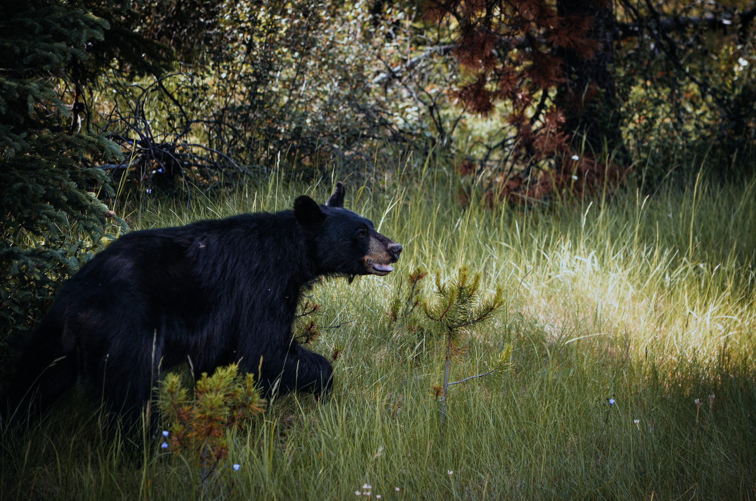 New Jersey hunting season black bear