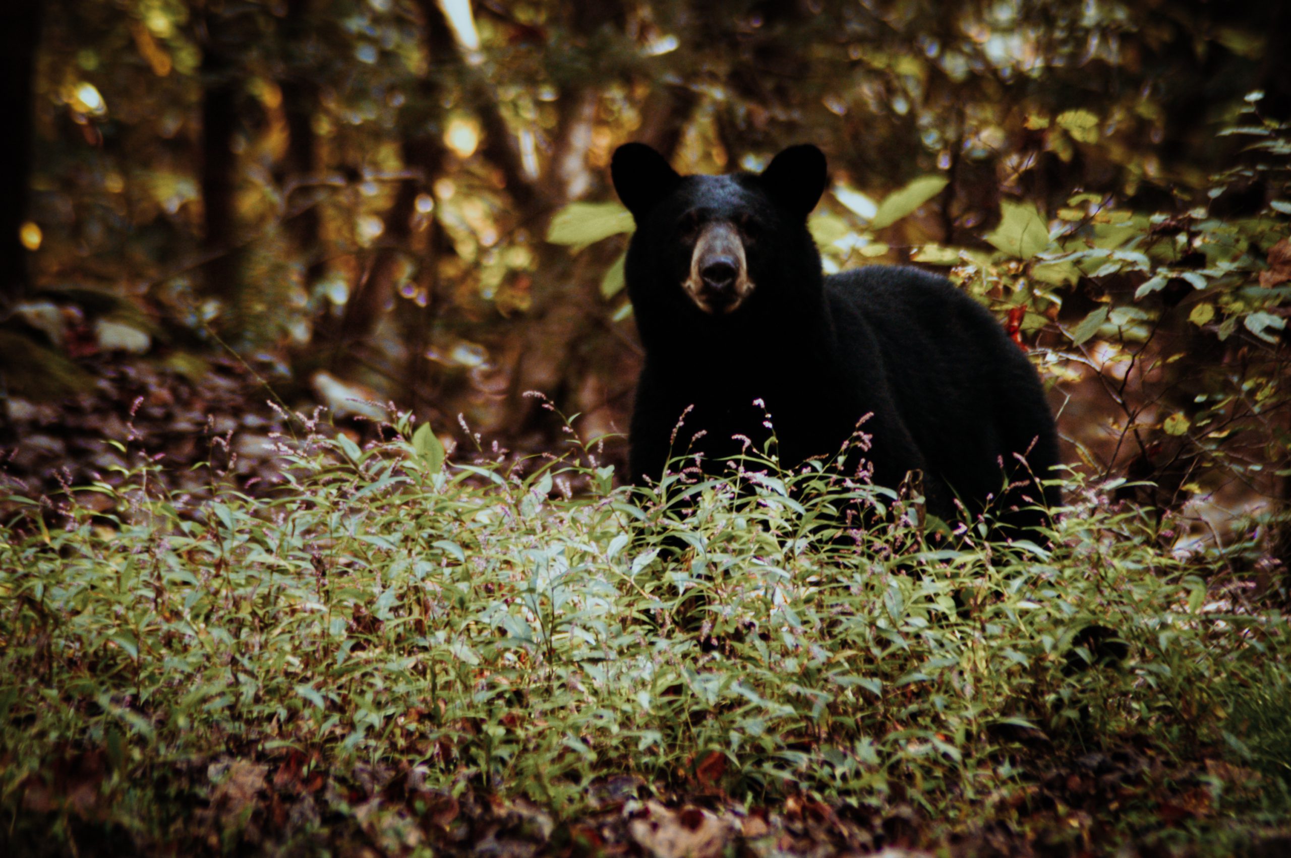 New Jersey Hunting Season for Black Bears Is Back On!