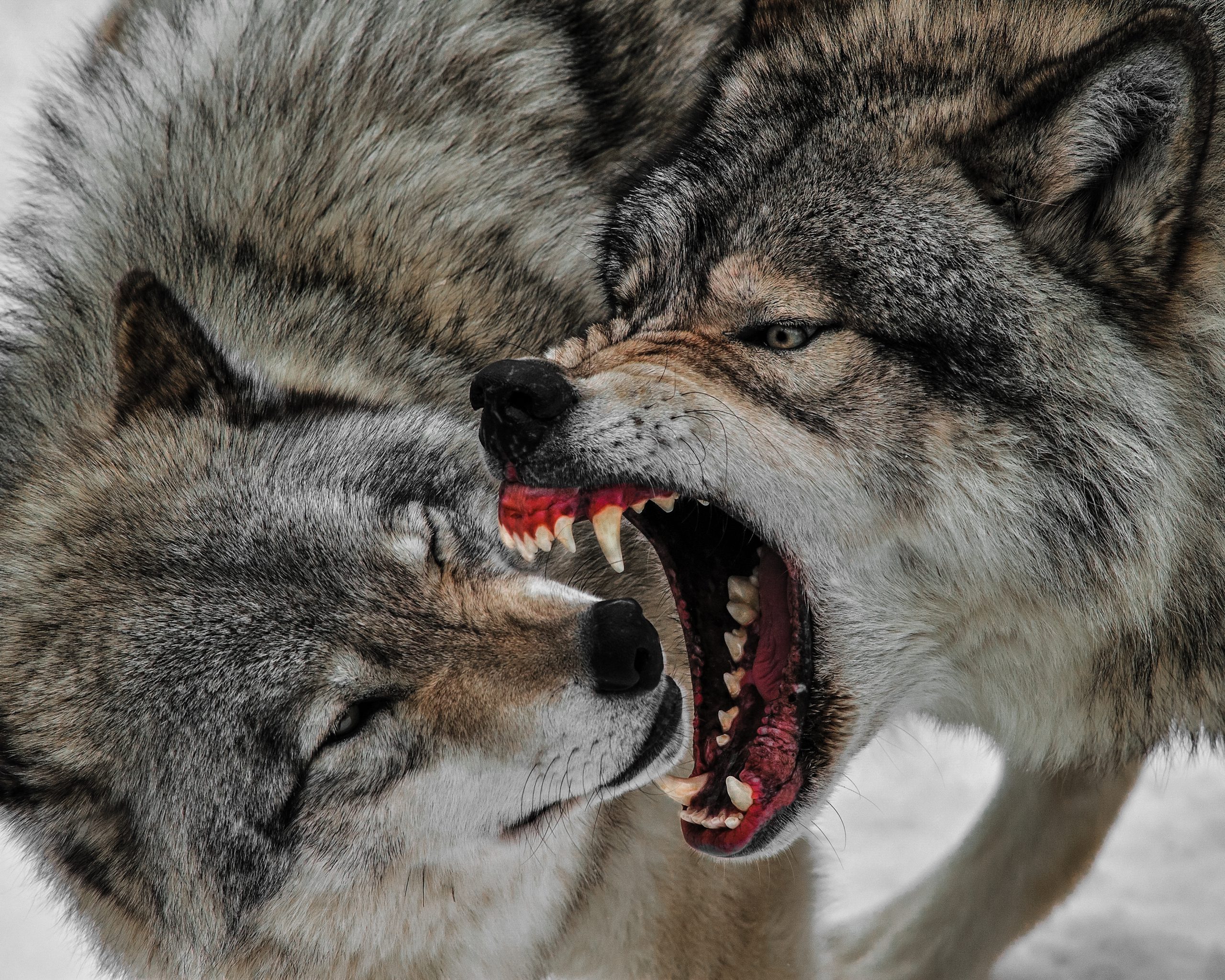 Montana wolf hunting