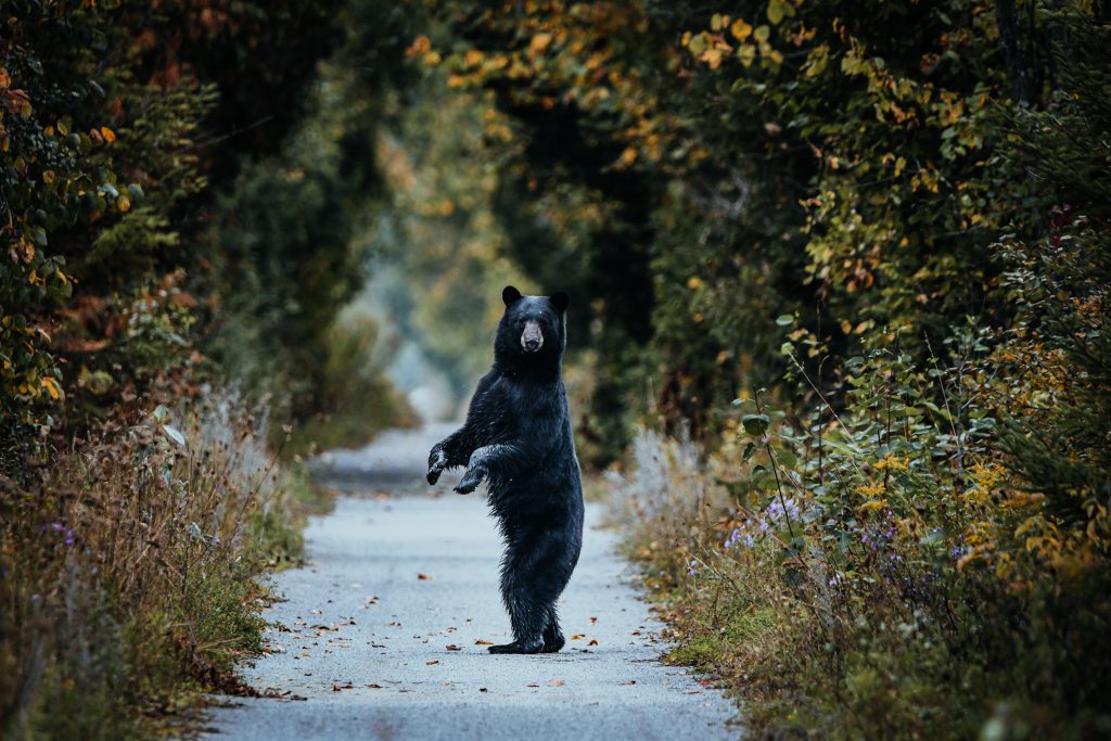 new-jersey-hunting-season-for-black-bears-is-back-on