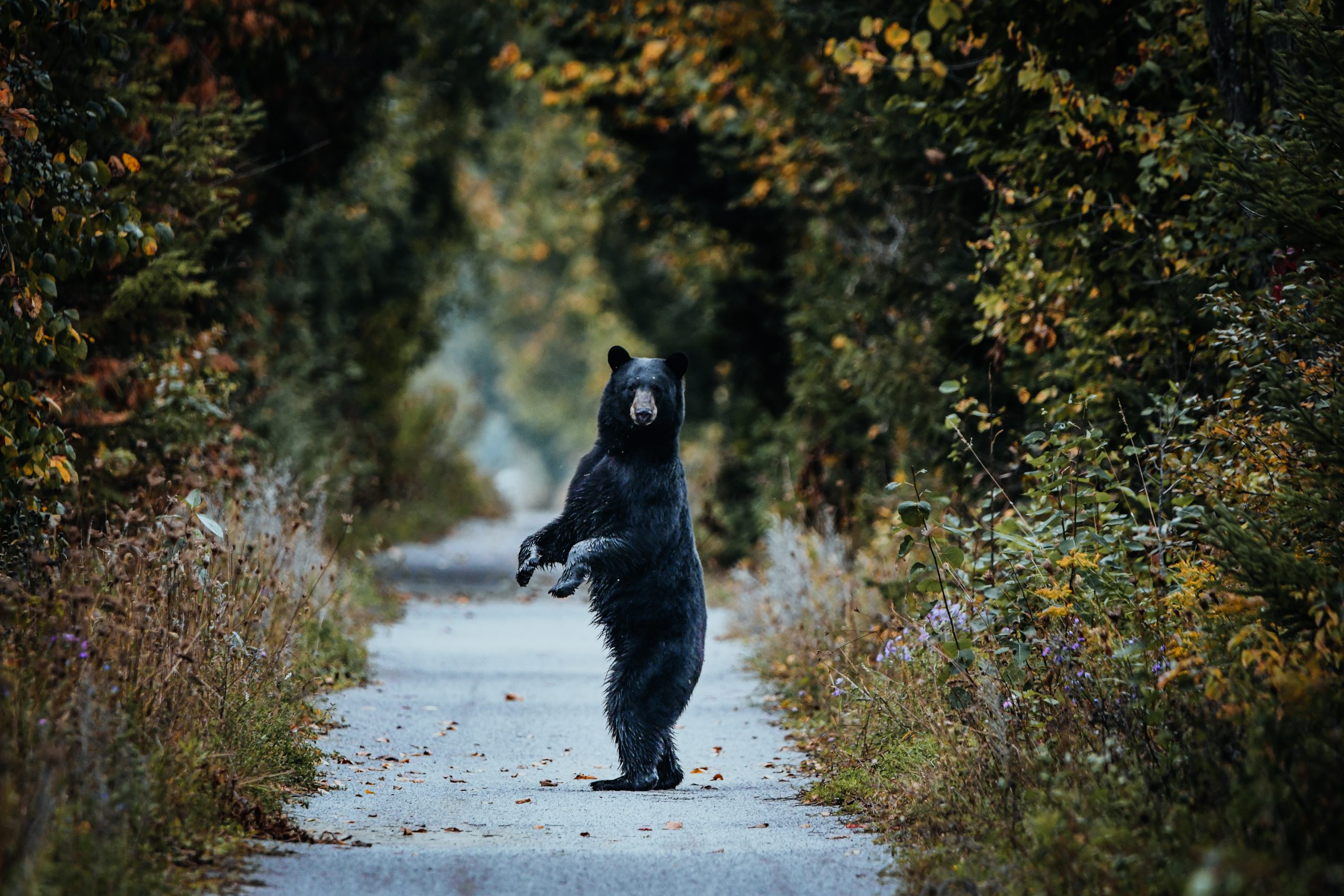 New Jersey hunting season black bear