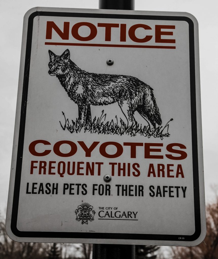 Coyote Attack Roundup: 8 More Reasons to Hate On Yotes