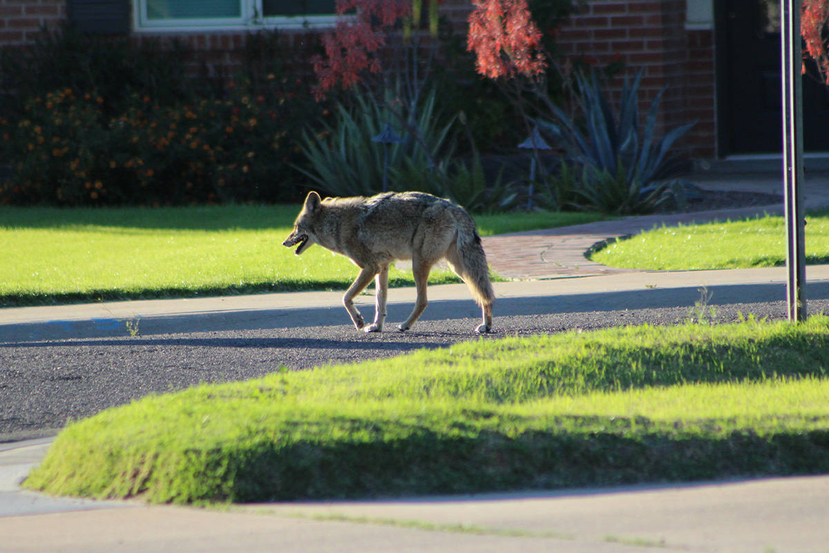 Coyote in urban environment