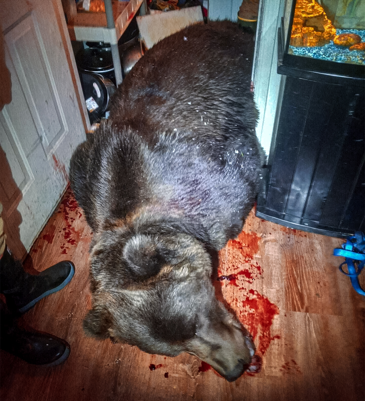 Man Kills Kodiak Bear Inside Neighbor's House with a 12-Gauge