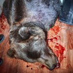 Kodiak Bear was shot and killed in a living room in the Kodiak