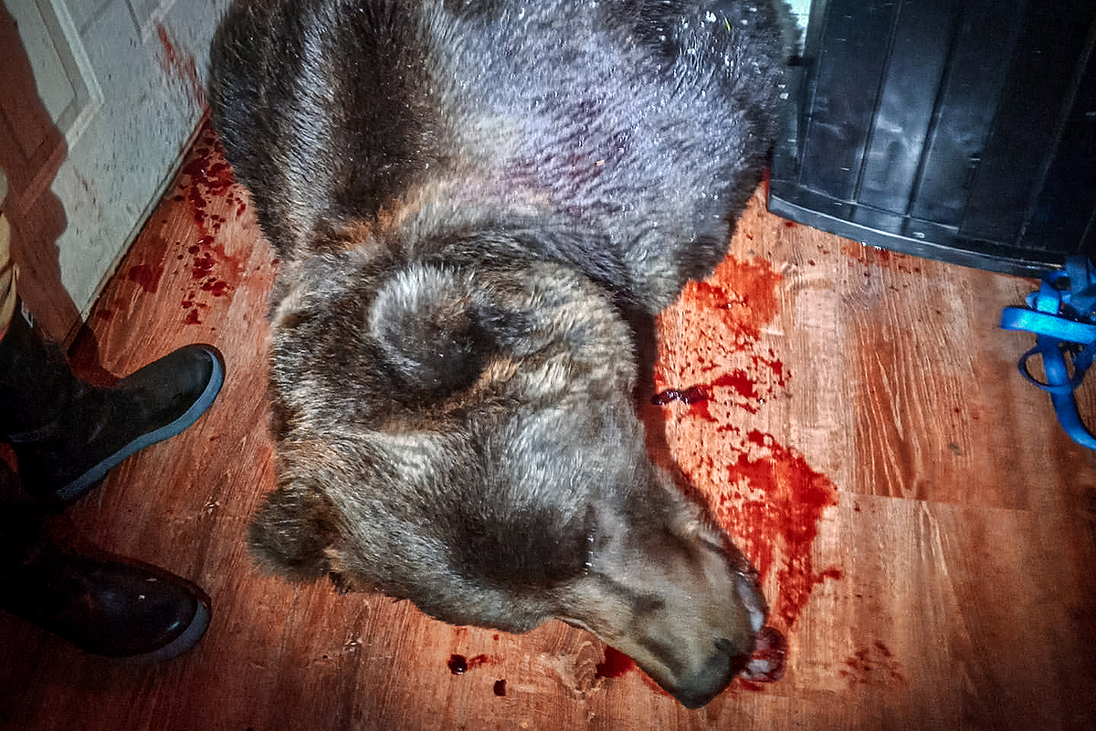 Kodiak Bear was shot and killed in a living room in the Kodiak