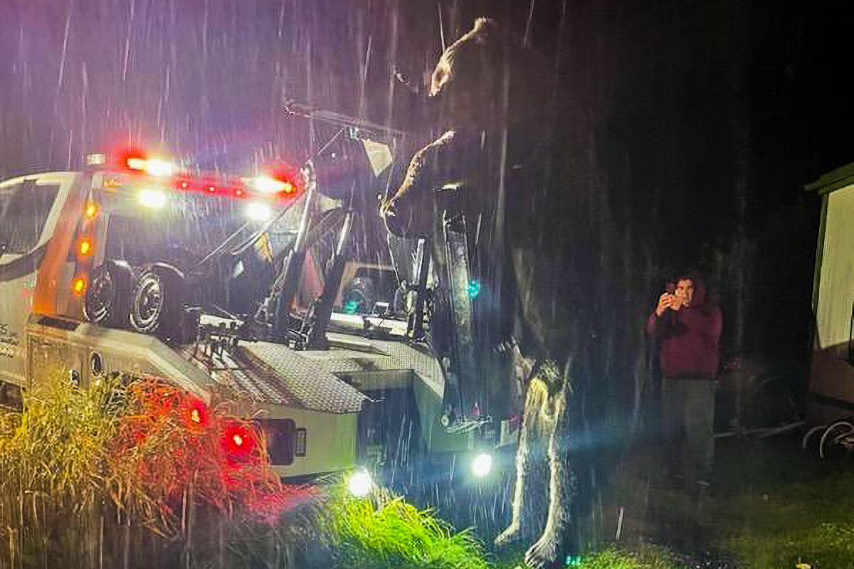 Kodiak Bear being lifted by tow truck