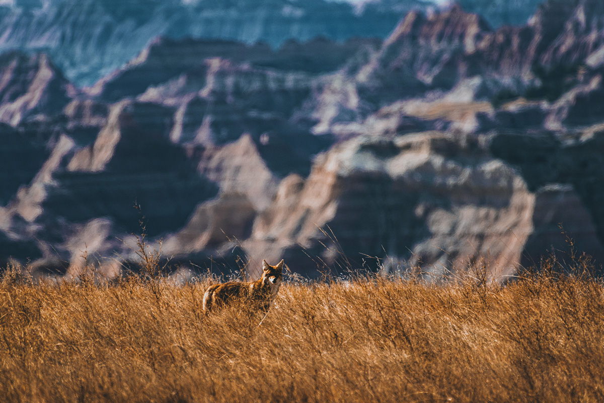 Coyote in a field