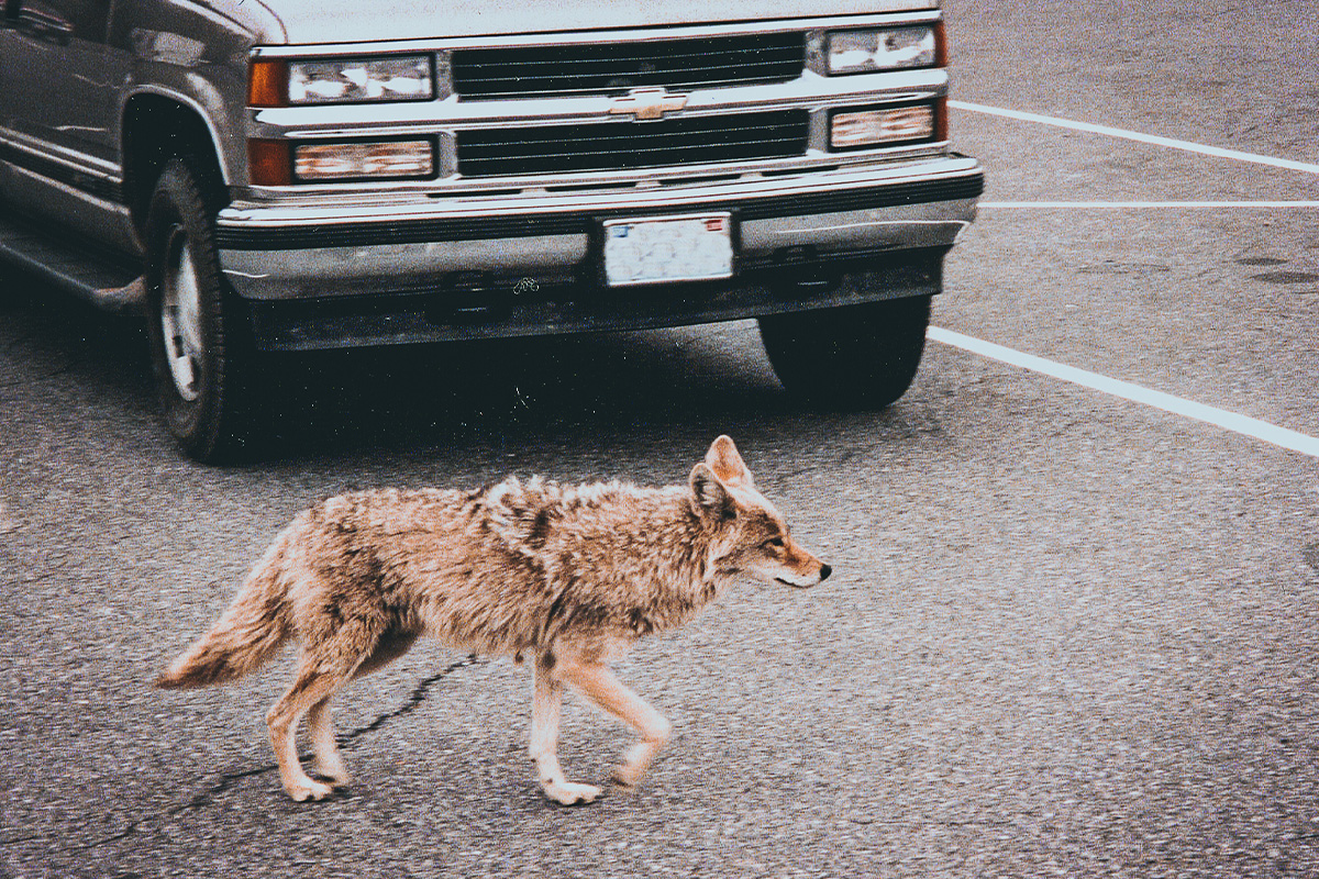 Coyote crossing a road