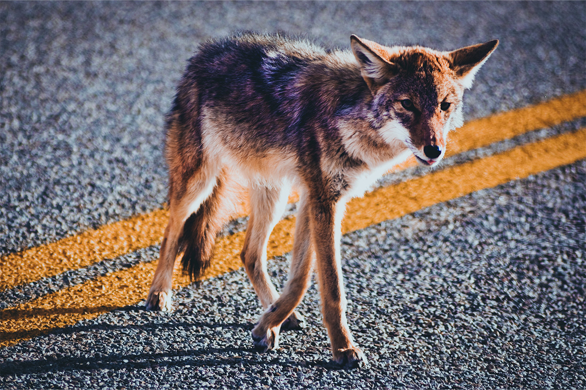 Two-year-old girl survives coyote attack in Los Angeles daylight, Animals