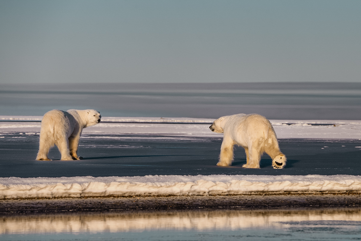 Polar bear attack