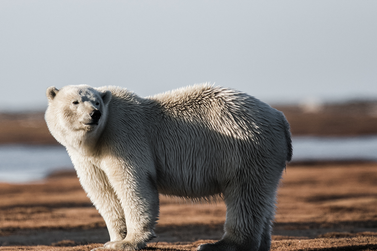 The Man Who Survived a Polar Bear Attack