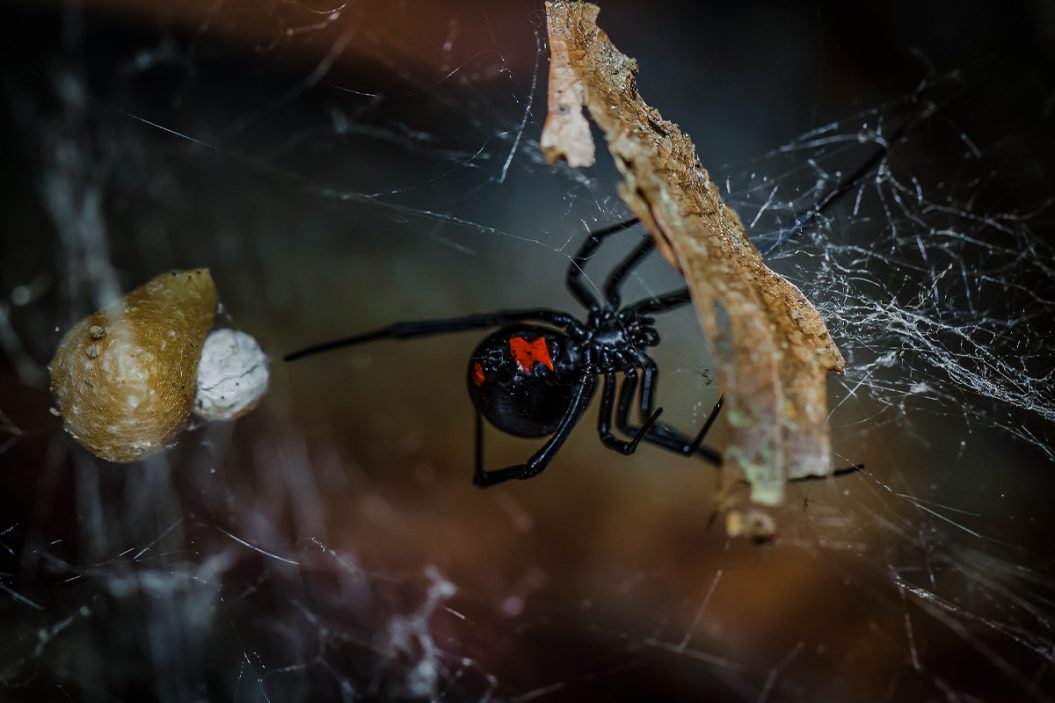 How To Treat A Spider Bite
