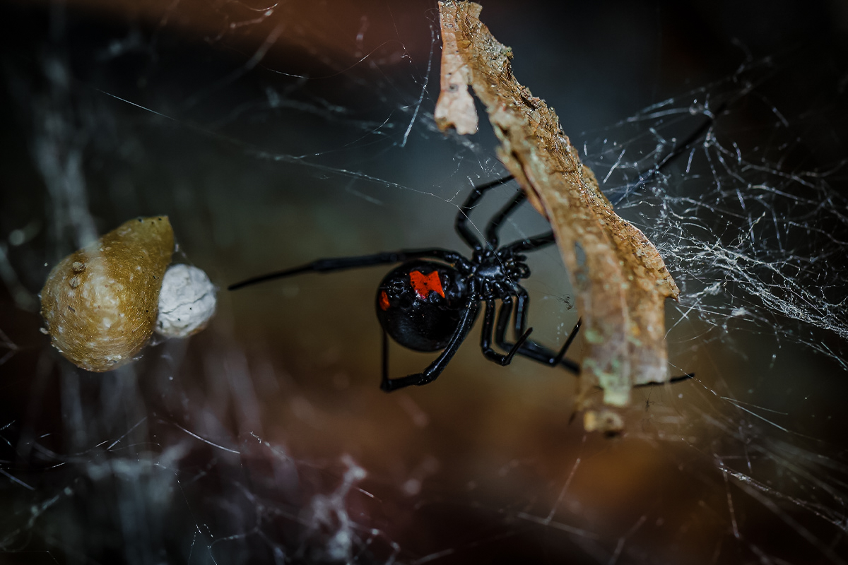 Black Widow Spider in web