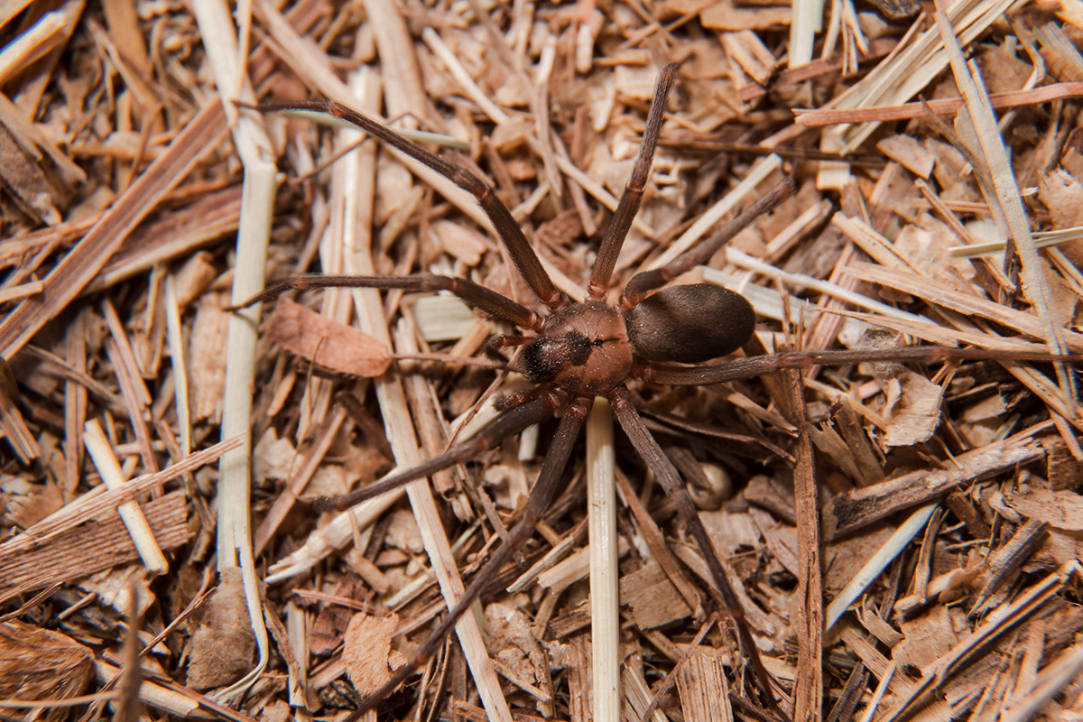 Brown Recluse Spider blending in with the environment