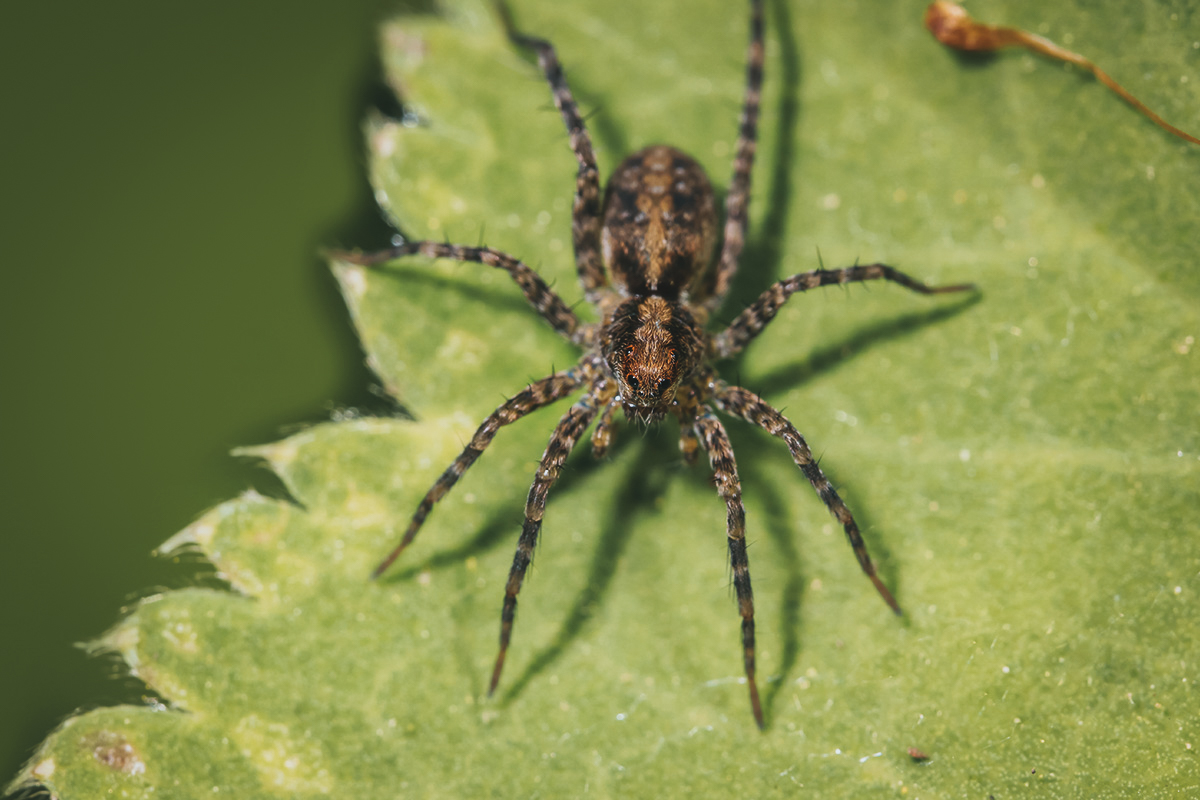 Hobo spider sitting on leaf