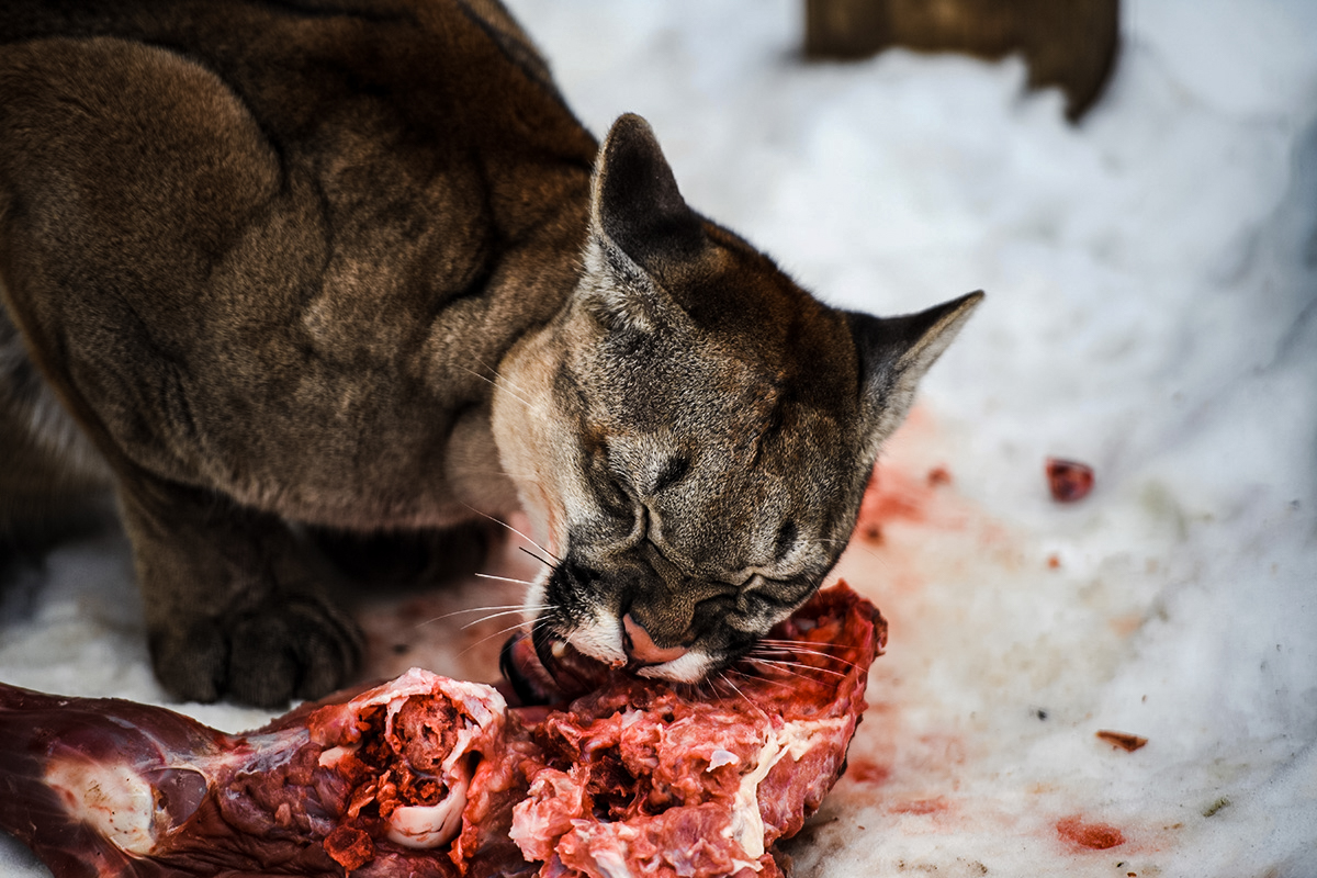 Colorado mountain lion eating prey