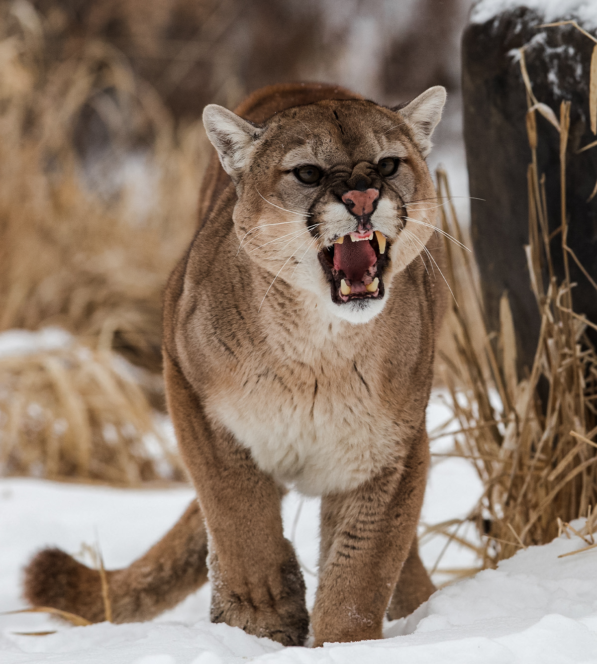 Colorado mountain lion growling